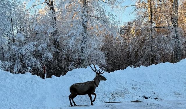 Kocaeli'de karla kaplanan yaylada gezen kızıl geyik görüntülendi