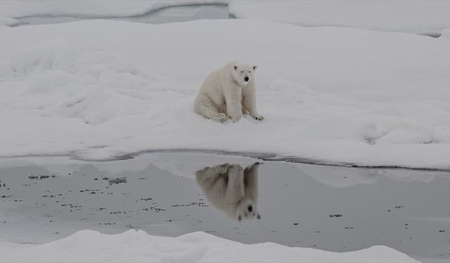 Kutup ayılarının artan sıcaklıklara uyum sağlamaya başladığı belirlendi