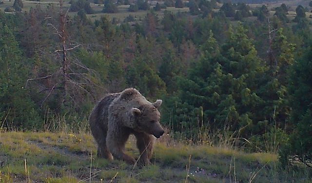Sarıkamış ormanlarındaki yaban hayatı 19 yıldır yakın takipte