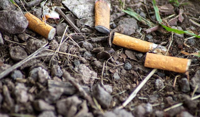 Sigara izmaritleri içerdiği kimyasal maddelerle su, toprak ve canlılara zarar veriyor