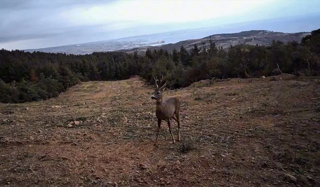 Tekirdağ'da yaban hayatı fotokapanla görüntülendi