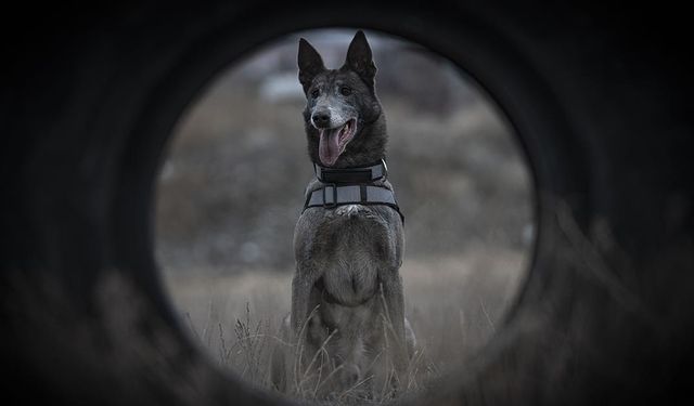Türkiye'nin sayılı kadavra köpeklerinden Melo depremden cinayete ekiplerin iz sürücüsü