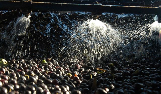 Zeytin sıkımında kullanılan su, tarıma 'altın su' olarak dönecek