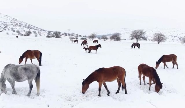 Malatya'da Yılkı Atları İçin Yemleme Seferberliği