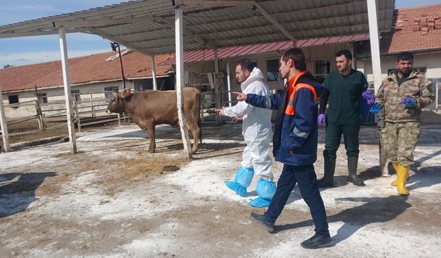 Akçadağ'da TİGEM Sultansuyu İşletmesi'nde Şap Hastalığı Alarmı