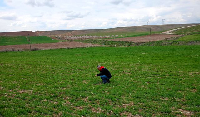 Yazıhan'da Buğday Entegre Mücadele Çalışmaları Kapsamında Arazi Kontrolü ve Eğitim Yapıldı