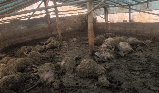 Arguvan'da kurdun girdiği ağılda 40 koyun telef oldu