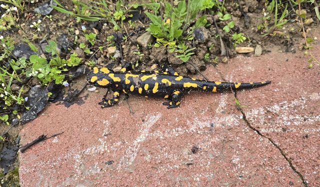 Gündüzbey'de Nadir Tür Görüntülendi: Anadolu semenderi Ortaya Çıktı