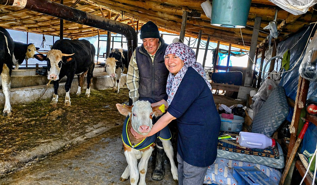 Malatya Tarım Müdürlüğü'nden Buzağı Yetiştiricilerine Tam Destek