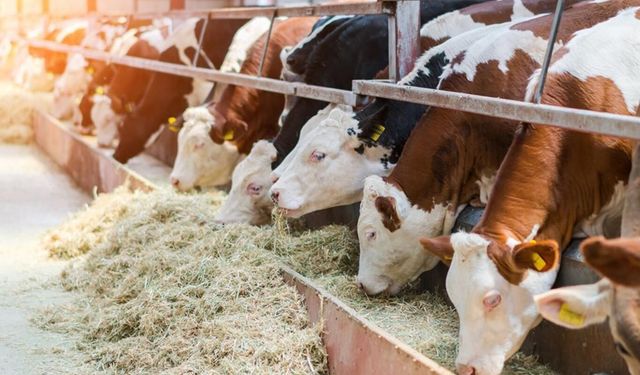 Malatya'da Kurbanlık Fiyatları Netleşti