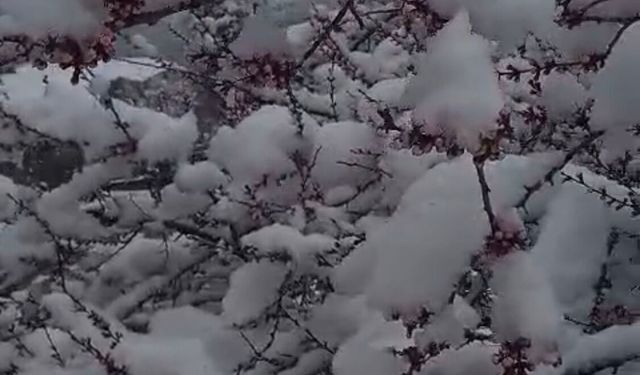 Sürgü'de Çiftçiler Zirai Don Nöbetinde