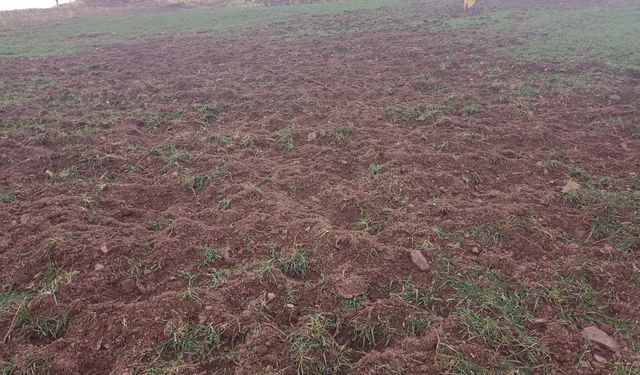 Yaban domuzu tehdidi Aritoprak'ta üreticiyi zor durumda bıraktı