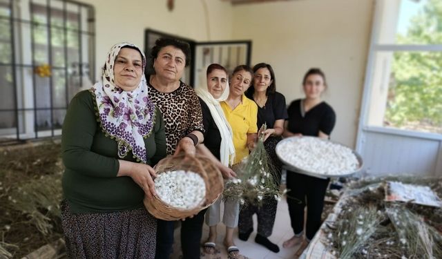 Hekimhanlı Kadınlar İpek Böceği Yetiştiriciliğine Yöneliyor