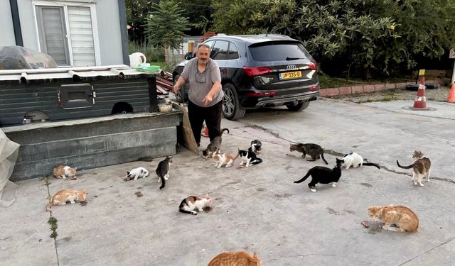 Her Gün Onlarca Sokak Kedisini Kendi Elleriyle Besliyor