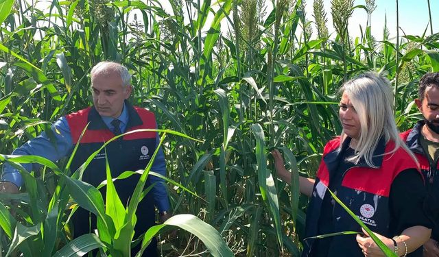 Malatya'da alternatif yem bitkisi projesi üreticilere örnek oluyor