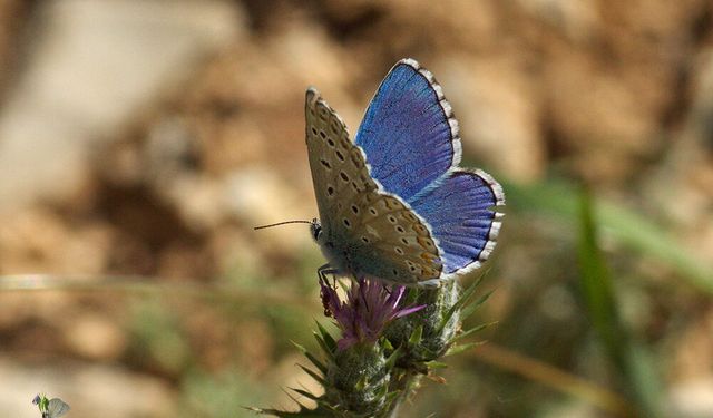 Malatya'nın Kanatlı Hazinelerinin İzinde: Kelebek Avcılarından 2 Günlük Doğa Mesaisi