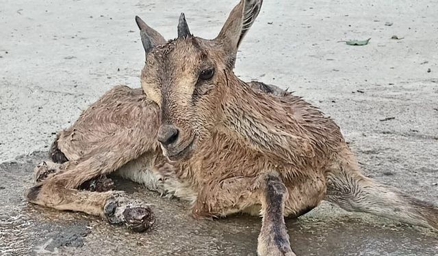 Yaralı Bulunan Dağ Keçisi Yavrusu Koruma Altına Alındı