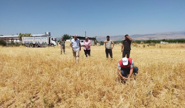 Yeşilyurt'ta TAKE Projesi Kapsamında Nohut Hasadı Yapıldı