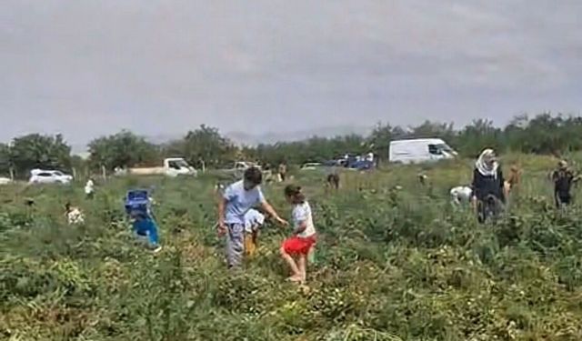 Domates Tarlada Kaldı, Üretici Ücretsiz Dağıttı