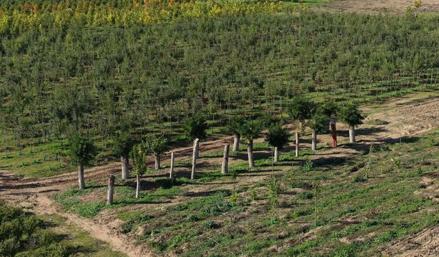 Büyükşehir'den Yıllık 20 Bin Fidan, 50 Bin Metrekare Rulo Çim Üretimi