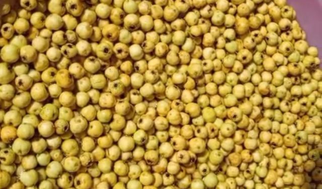 Darende'de Alıçlar Kışlık Marmelata Dönüşüyor