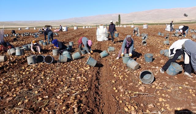 Darende'de Patates Bereketi: 20 Bin Ton Rekolte Bekleniyor