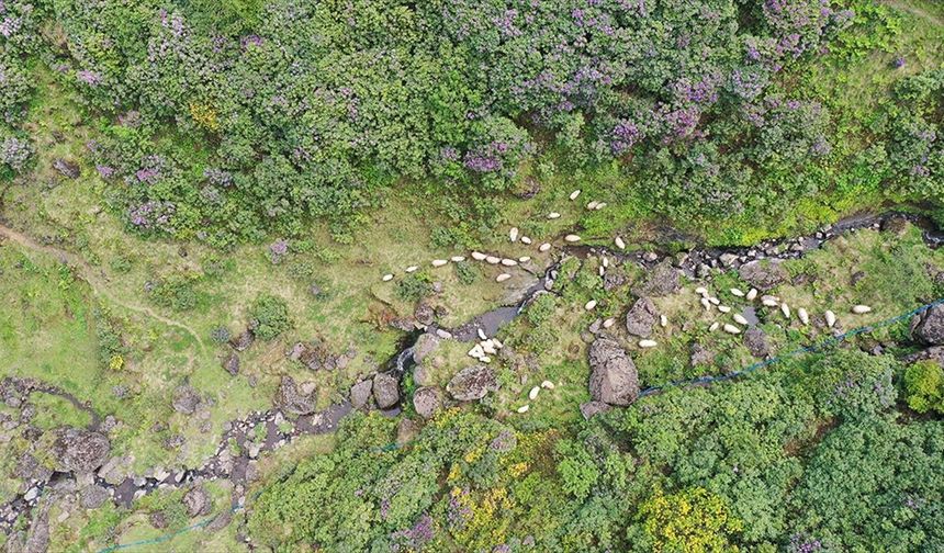 Akarsuları canlanan Sis Dağı Yaylası çiçeklerle renklendi