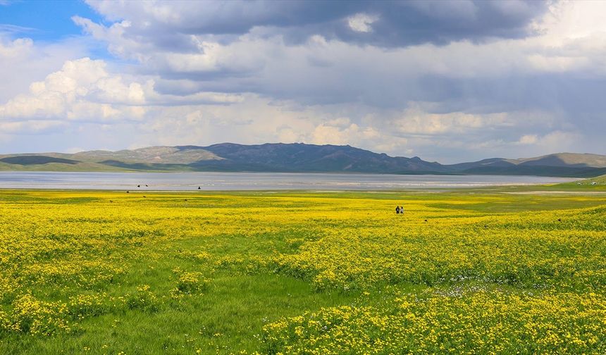 Çevresi sarı çiçeklerle renklenen Van'daki Keşiş Gölü, ziyaretçilerini ağırlıyor