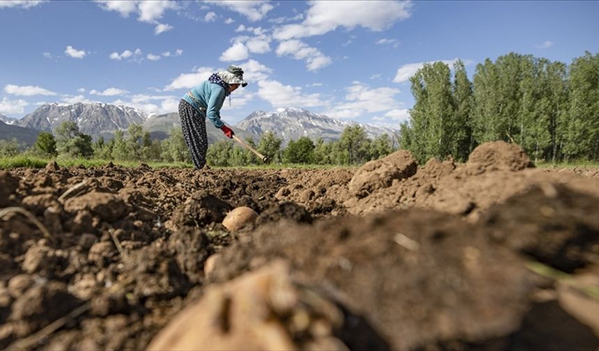 Çiftçilere 3,3 milyar lira destek ödemesi bugün yapılacak