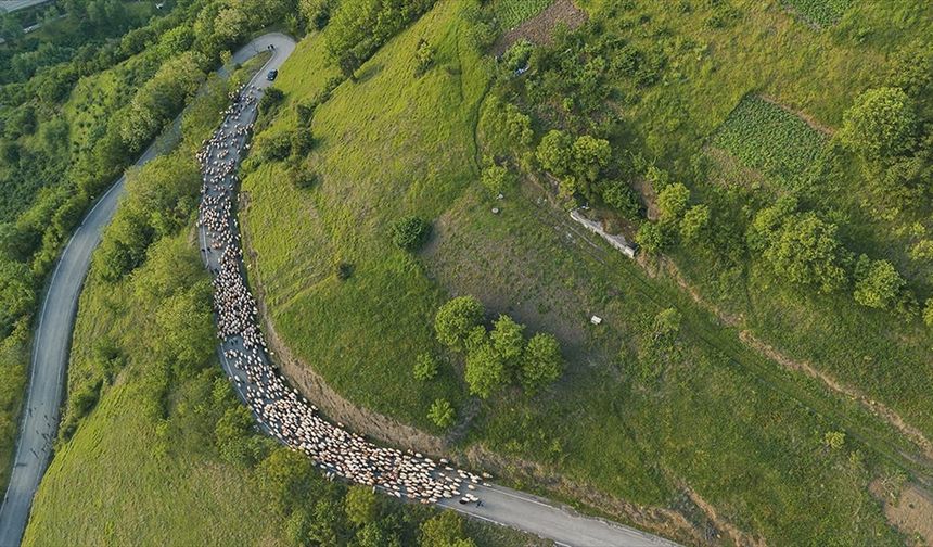 Doğu Karadeniz'de besicilerin yaylalara göçü sürüyor