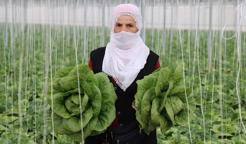 Erzincan’ın seralarında yetişen marulda hasat başladı