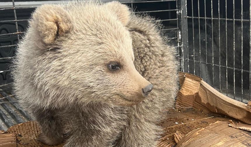 Erzurum'da çobanların bulduğu ayı yavrusu koruma altına alındı
