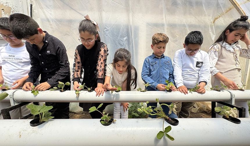 Öğrenciler okul bahçesinde kurulan serada topraksız tarım yöntemlerini öğreniyor