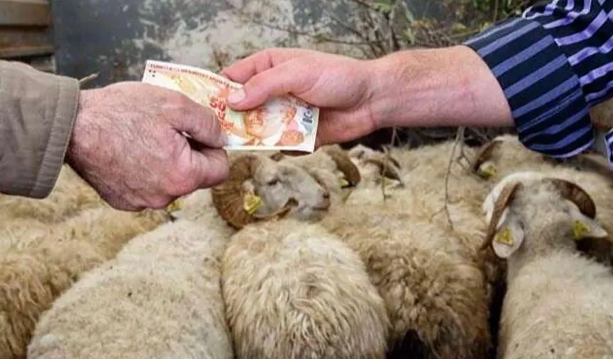 Kurbanlıklar yüzde 25 arttı... TZOB'a göre 147 milyar TL'lik ekonomik hareket bekleniyor
