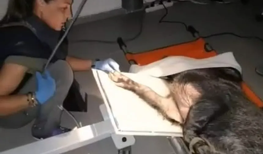 Ateşli silahla yaralanan domuz İzmir'de sağlığına kavuştu