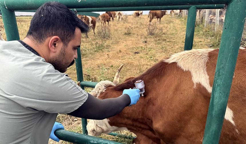 Ardahan'da 367 bin büyükbaş hayvanın yüzde 70'ine şap aşısı yapıldı