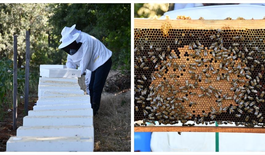 Bilecik'te devlet desteğiyle arıcılıkta kovan sayısı ve bal üretimi arttı