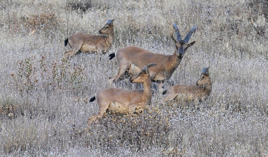 Hakkari'de koruma altındaki dağ keçileri görüntülendi