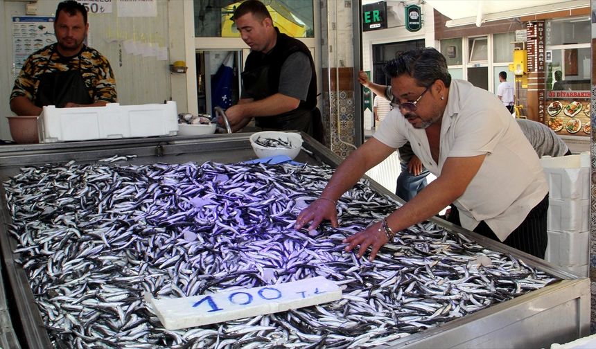 Kota getirilen hamsi avcılığının verimli başlaması gelecek adına umut oldu