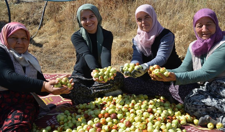 Manisa'da kadınların hünnap mesaisi başladı