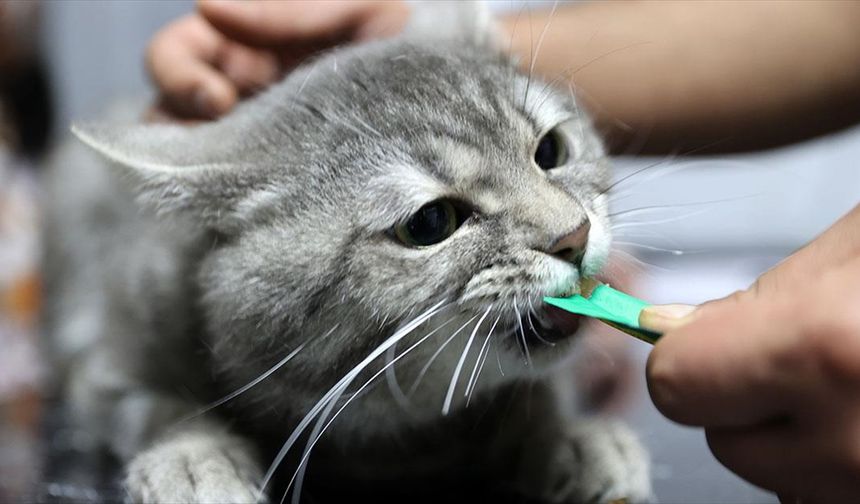 Yediği gıdadan zehirlenen sahipsiz kedi 'dört ayağının üzerine düşünce' sağlığına kavuştu