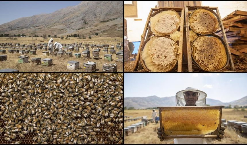 Zengin floraya sahip Munzur yaylalarında üretilen bal emekle hasat ediliyor