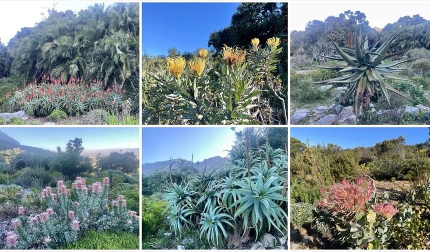 Afrika'nın güneybatı ucunda bir dünya mirası: Cape Flora Krallığı