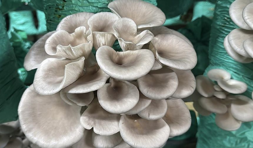 Afyonkarahisarlı kadın girişimci çadır seralarda yılda 40 ton istiridye mantarı üretiyor