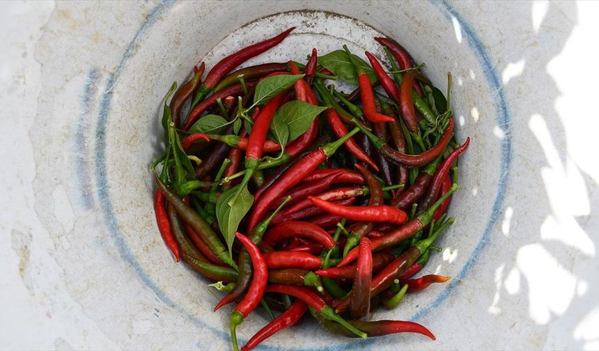 Bilecik'in tescilli 'Çukurören biberi'nin üretim alanı kuraklık nedeniyle azaldı