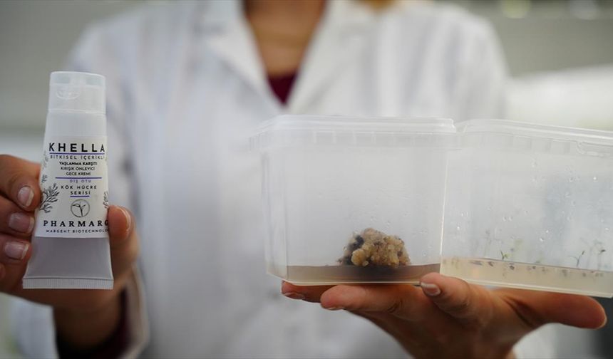 Çanakkale Teknopark'ta bitki kök hücresinden kırışıklık giderici krem geliştirildi