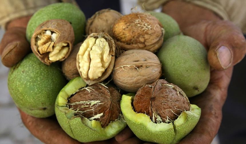 Ceviz hasadındaki yüksek verim Bitlisli üreticilerin yüzünü güldürdü