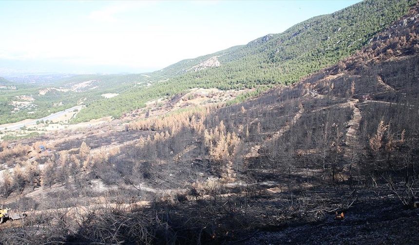 Denizli ve Uşak'ta 20 yılda 306 milyon fidan toprakla buluşturuldu