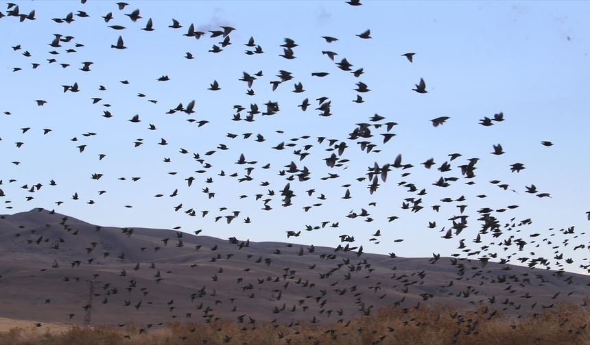 Göç yolculuğu başladı, Muş'taki sulak alanlar kuşlarla şenlendi