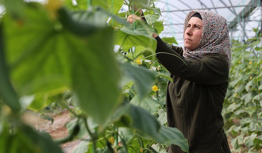 Kadın girişimci devlet desteğiyle kurduğu serada üretime katkı sağlıyor